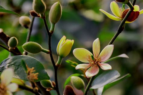 含笑花好種嗎|含笑花